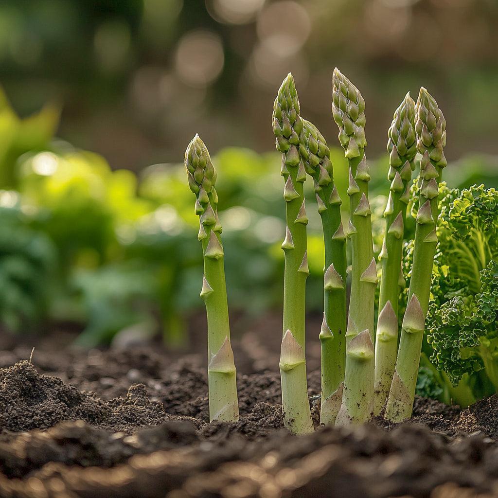 Mary Washington Asparagus